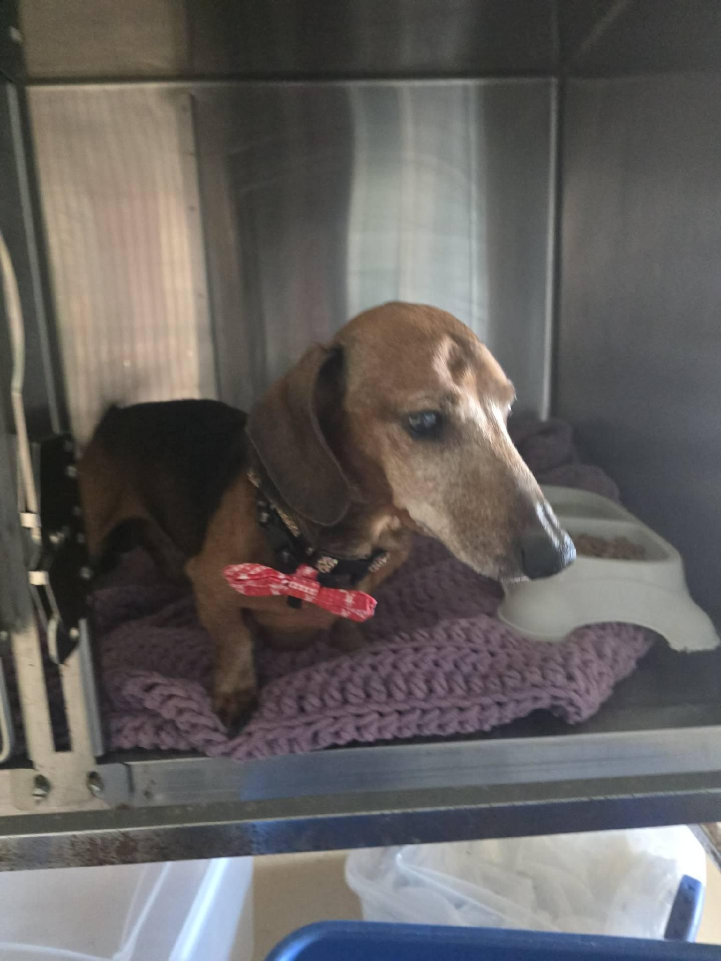 Enlarge Bowie, a ADOPTABLE Dachshund in Knoxville, TN image 4/5