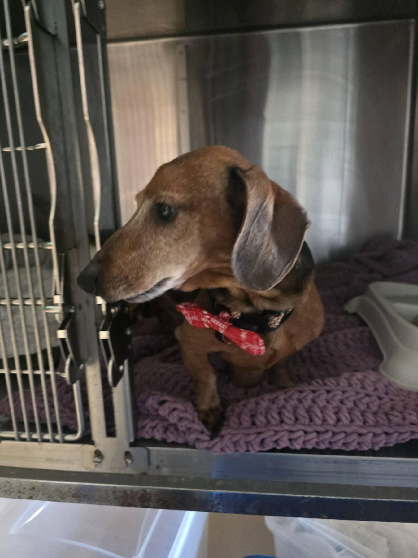 Enlarge Bowie, a ADOPTABLE Dachshund in Knoxville, TN image 5/5