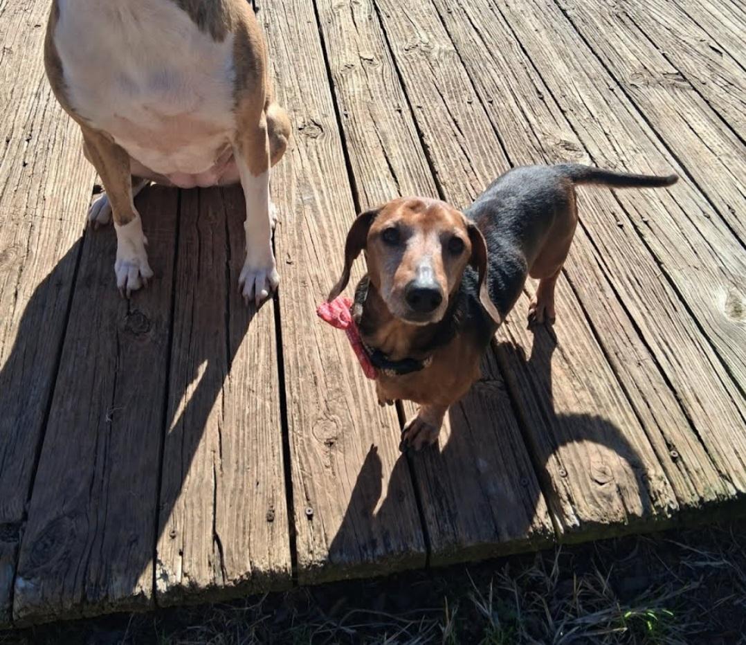 Enlarge Bowie, a ADOPTABLE Dachshund in Knoxville, TN image 3/5