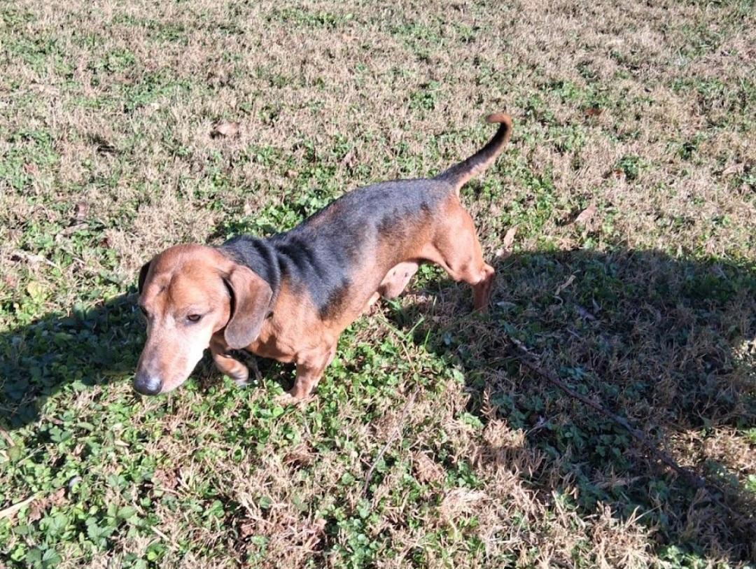 Enlarge Bowie, a ADOPTABLE Dachshund in Knoxville, TN image 2/5