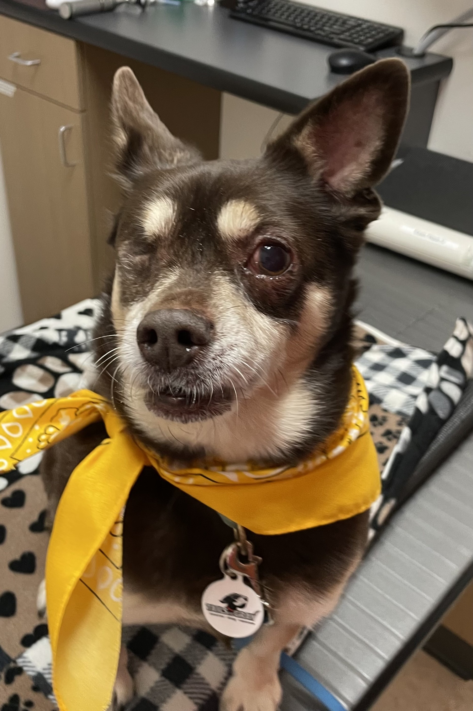 Enzo, Senior Male Terrier