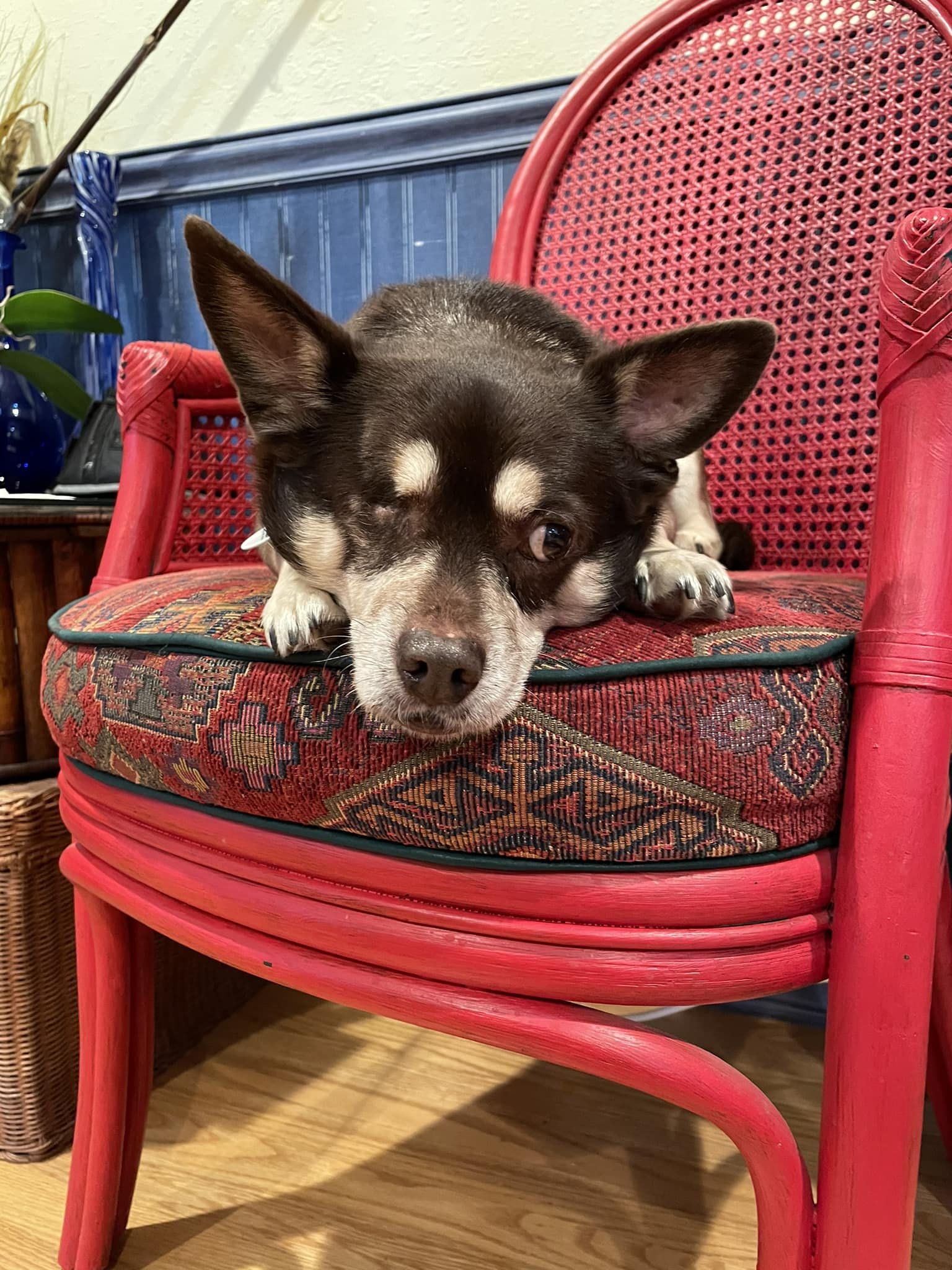 Enzo photo 2