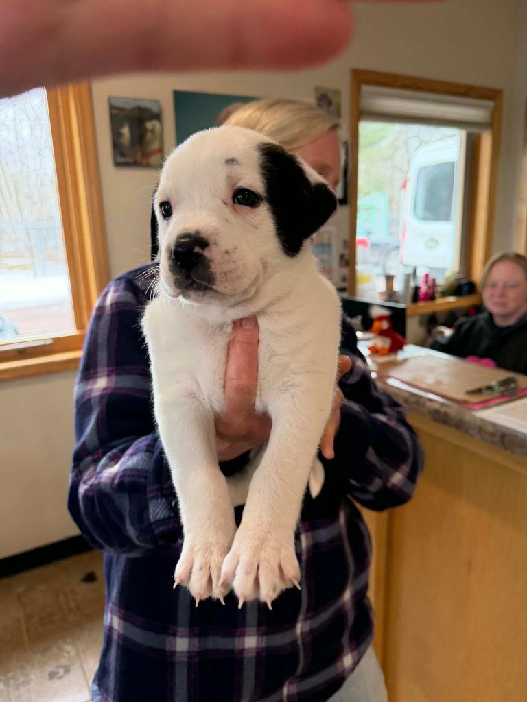 Enlarge LD1 Ricky, a Adoptable mixed breed in Ashland, WI image 1/1