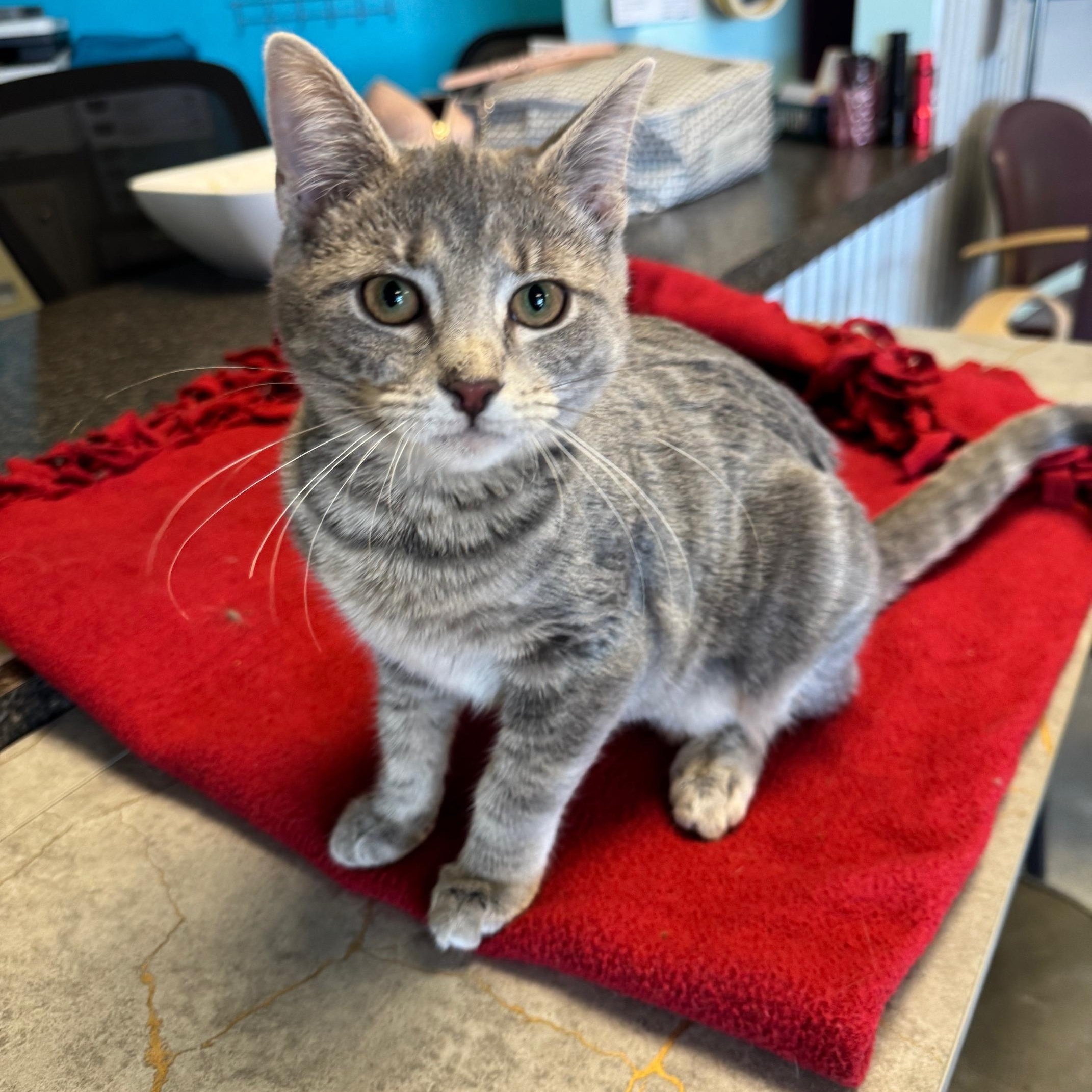 Enlarge Butter Knife, an adopted mixed breed in Albuquerque, NM image 4/5