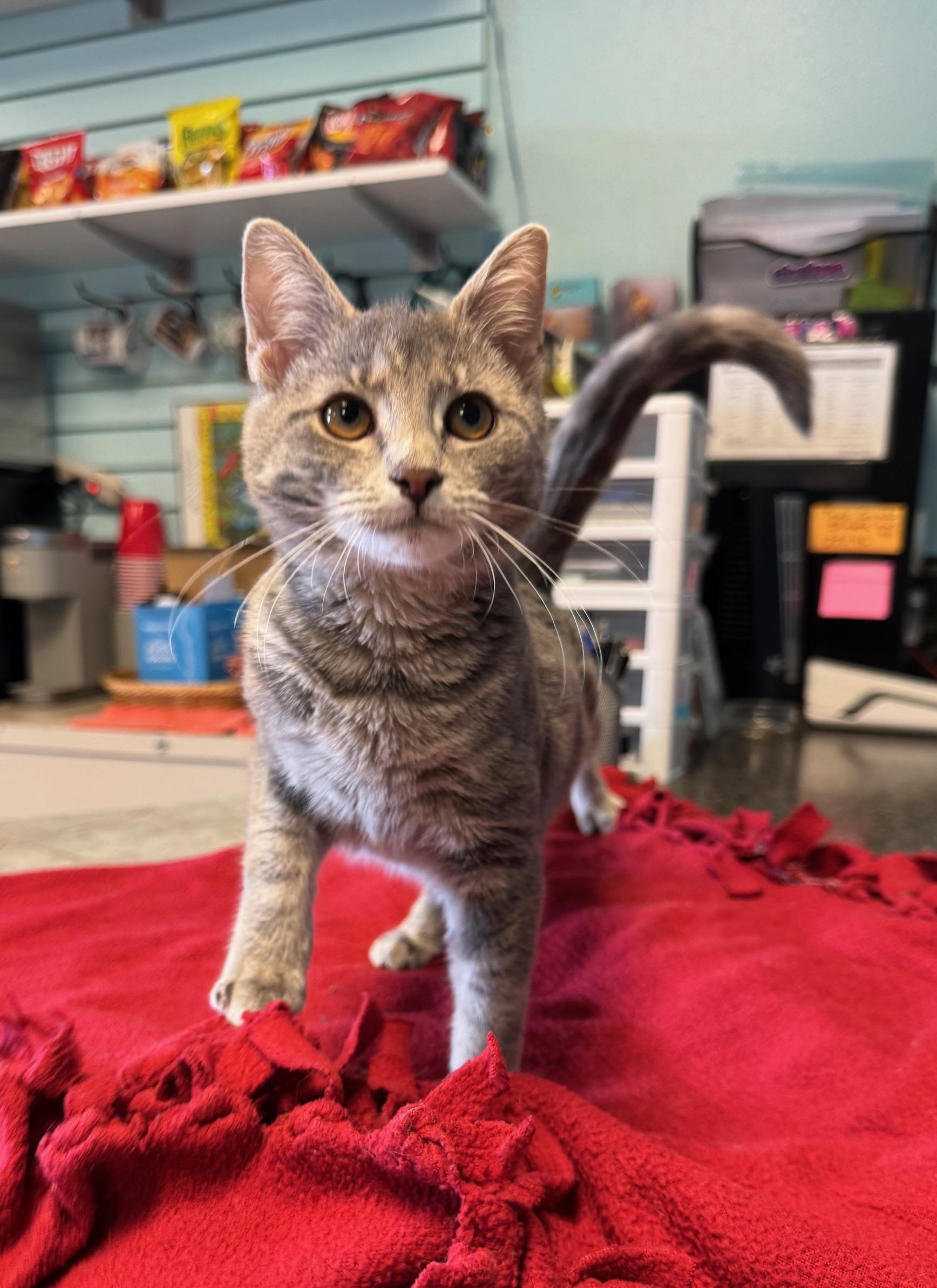 Butter Knife, adopted, Kitten Female Tabby.