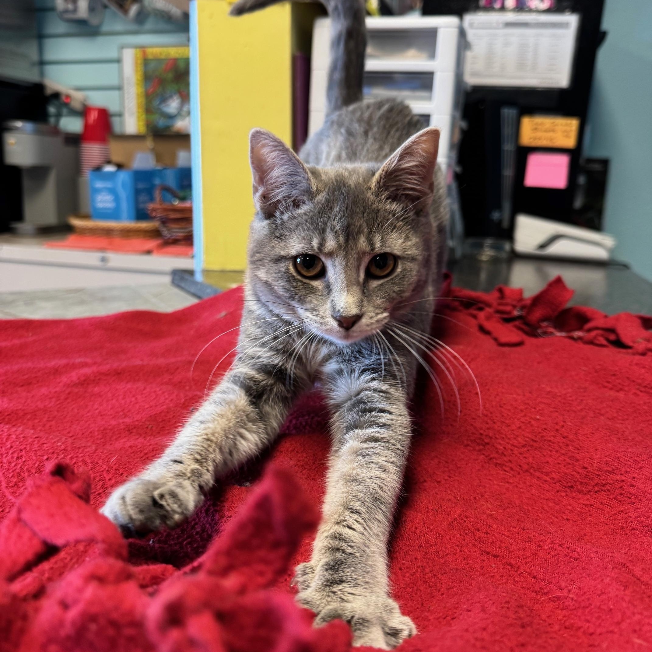 Enlarge Butter Knife, an adopted mixed breed in Albuquerque, NM image 2/5