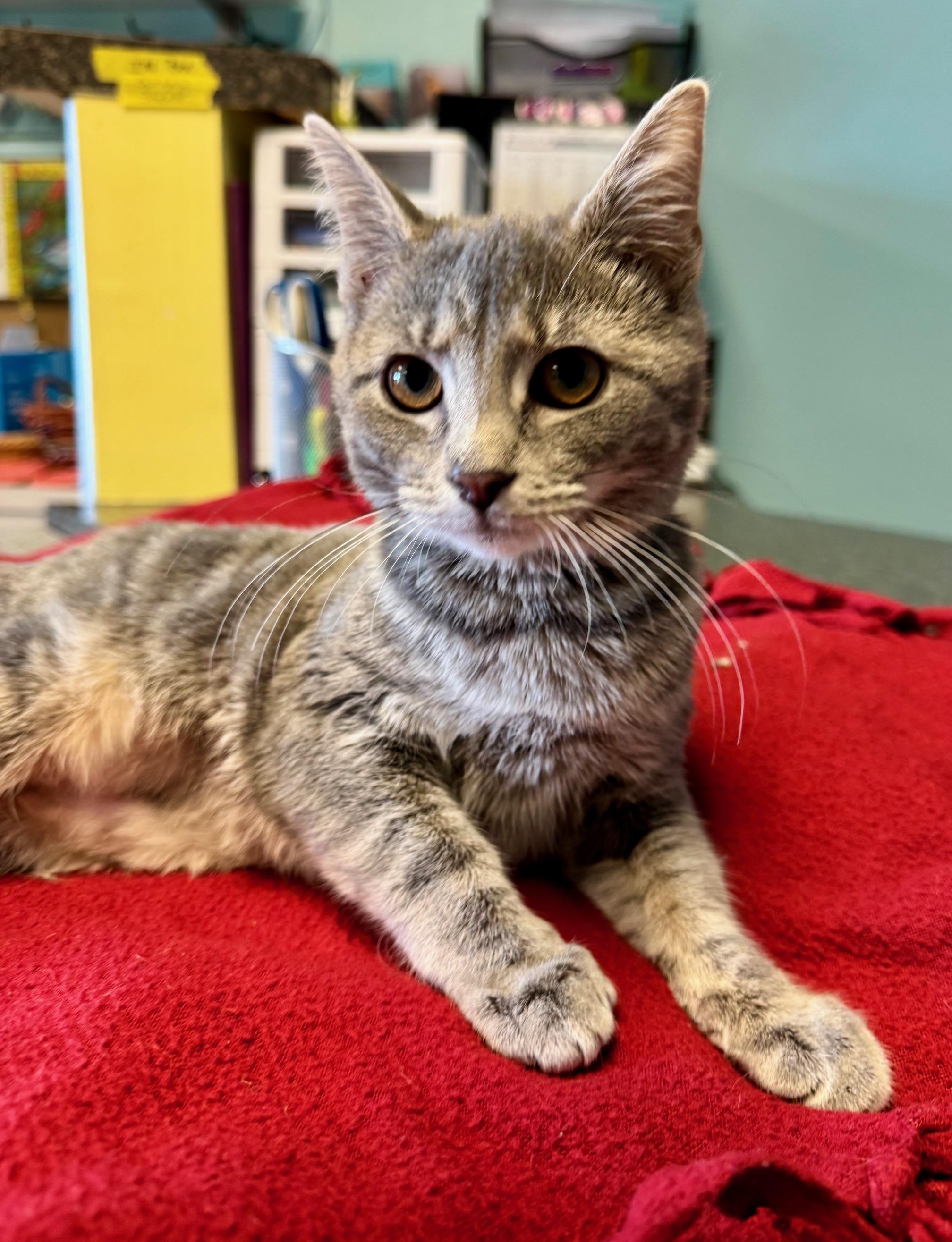 Enlarge Butter Knife, an adopted mixed breed in Albuquerque, NM image 5/5