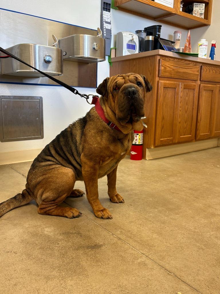 Emberly, Adoptable, Adult Female Shar-Pei.