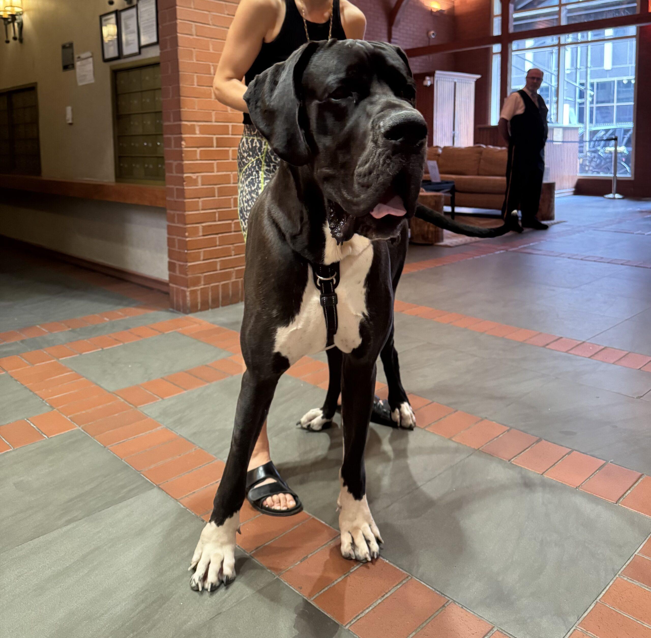 Enlarge Alpha, a ADOPTABLE Great Dane in Albany, NY image 2/3