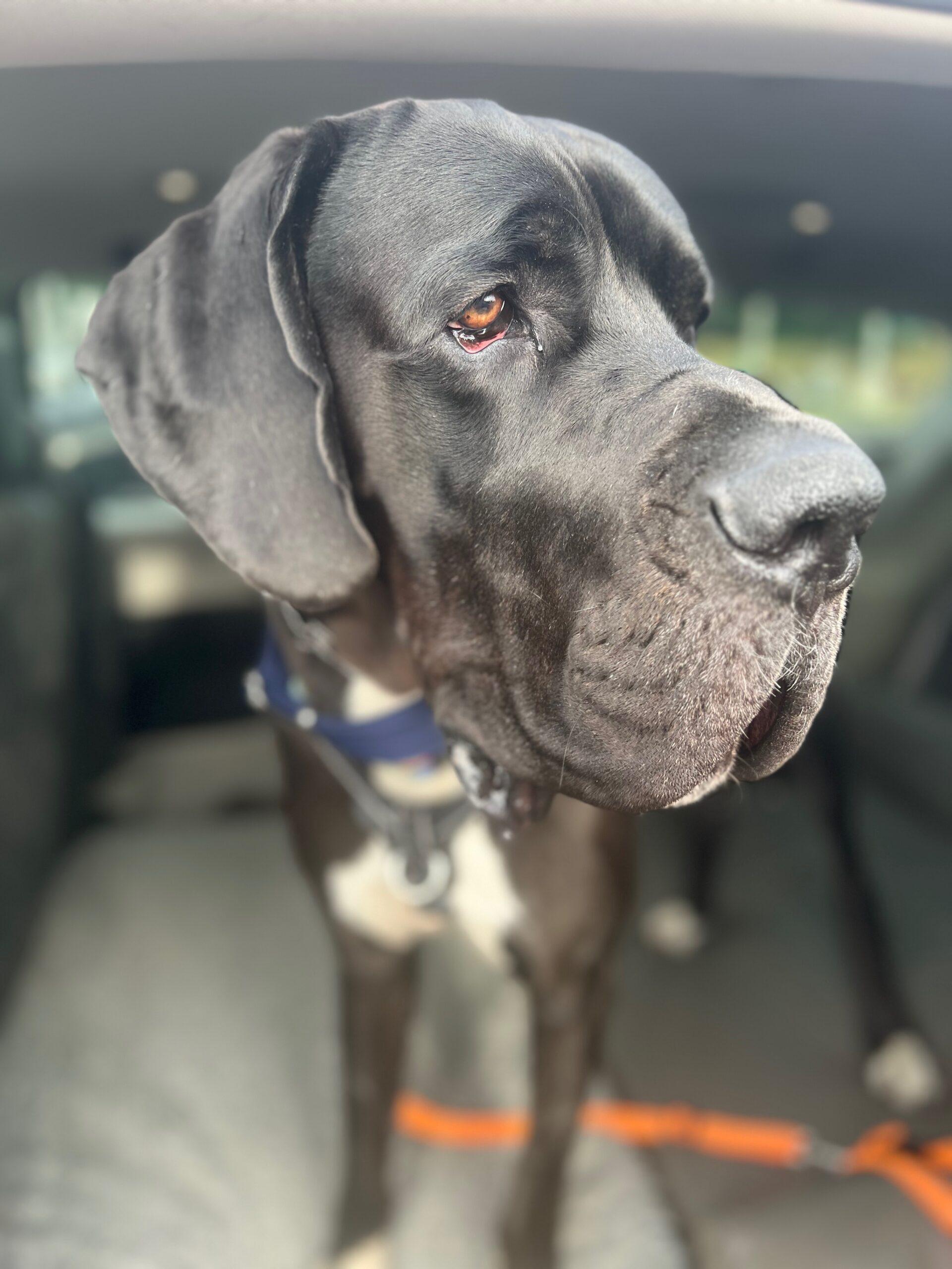 Enlarge Alpha, a ADOPTABLE Great Dane in Albany, NY image 3/3