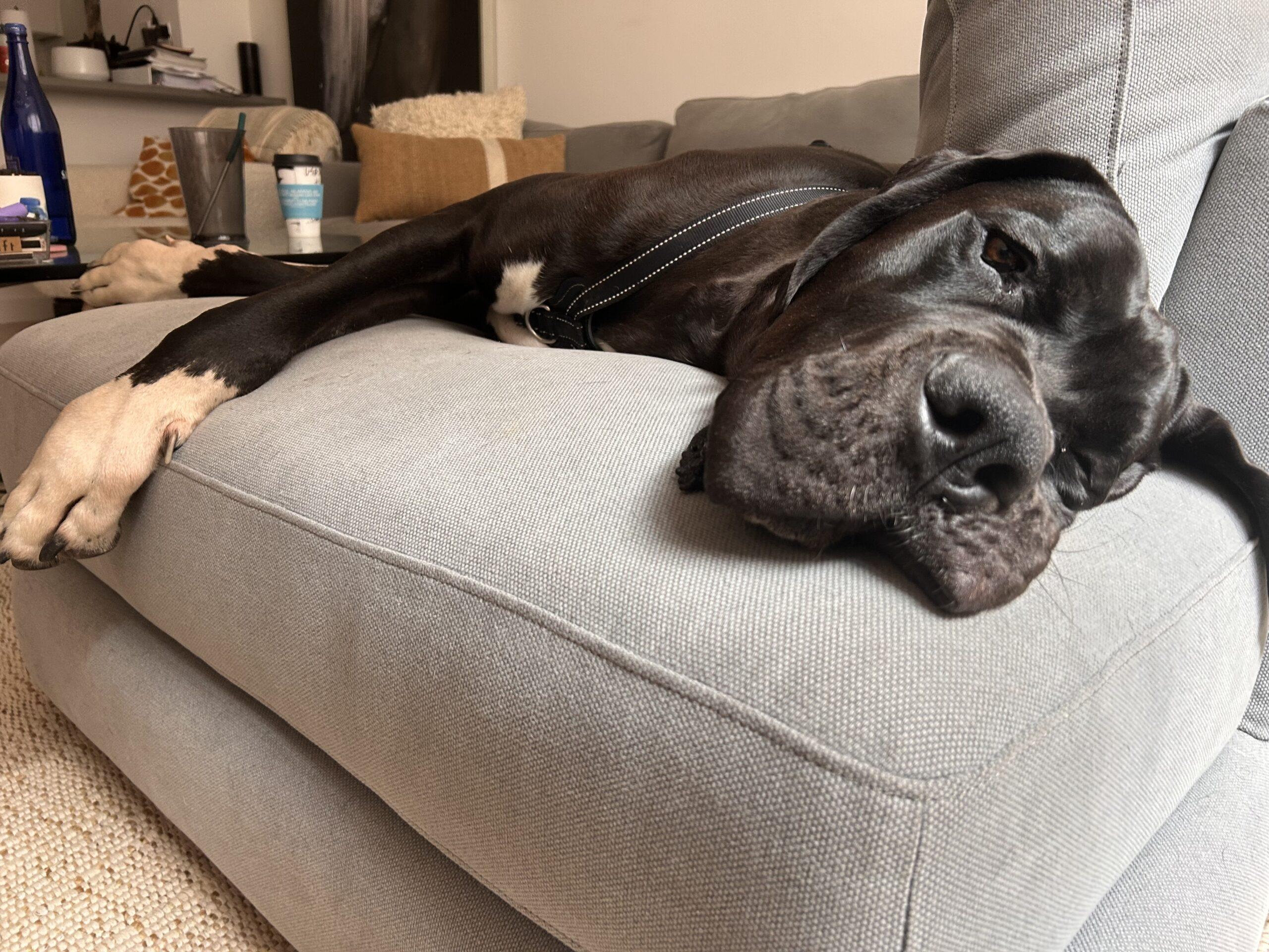 Alpha, ADOPTABLE, Young Male Great Dane.