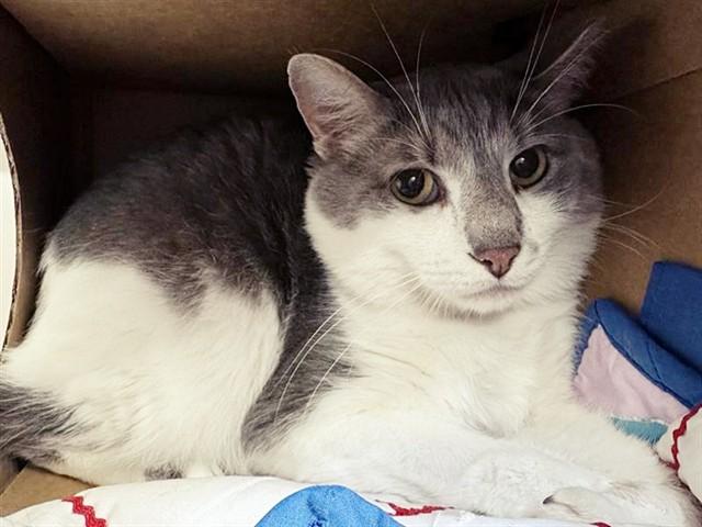 GRAY, Adoptable, Young Female Domestic Medium Hair.