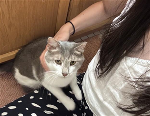GRAY, Adoptable, Young Female Domestic Medium Hair.