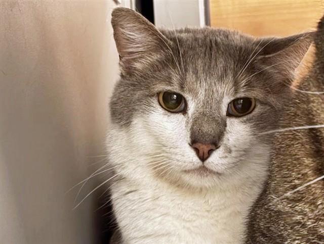 GRAY, Adoptable, Young Female Domestic Medium Hair.