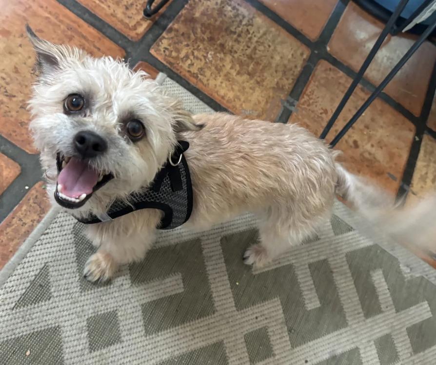 Enlarge Bilbo, a ADOPTABLE mixed breed in Davis, CA image 2/2
