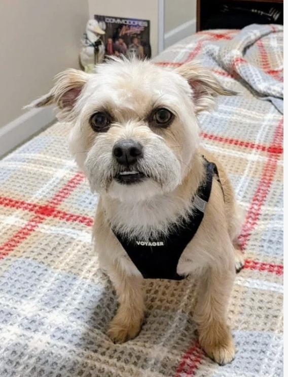 Bilbo, ADOPTABLE, Adult Male Shih Tzu.