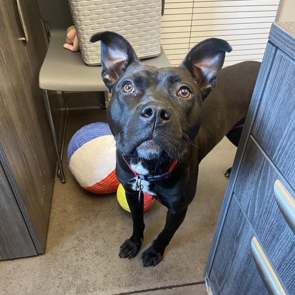 Galadriel, Adoptable, Adult Female Terrier.