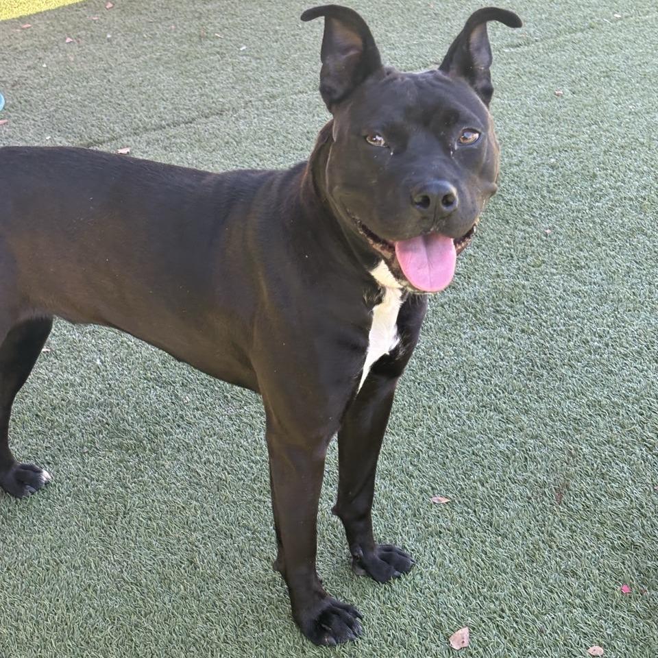 Galadriel, Adoptable, Adult Female Terrier.