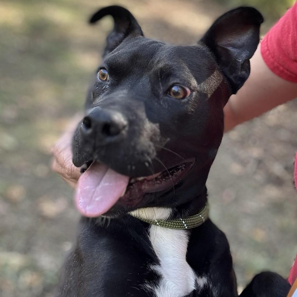 Enlarge Galadriel, a Adoptable Terrier in Chattanooga, TN image 2/5