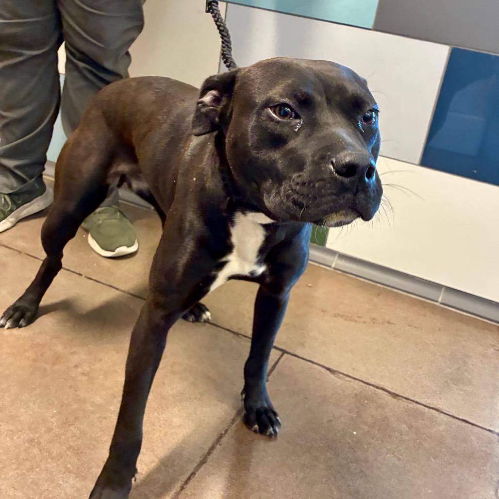 Enlarge Galadriel, a Adoptable Terrier in Chattanooga, TN image 3/5