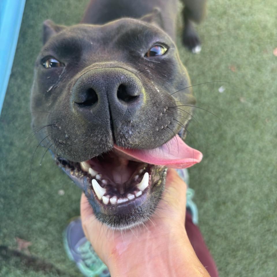 Enlarge Galadriel, a Adoptable Terrier in Chattanooga, TN image 5/5