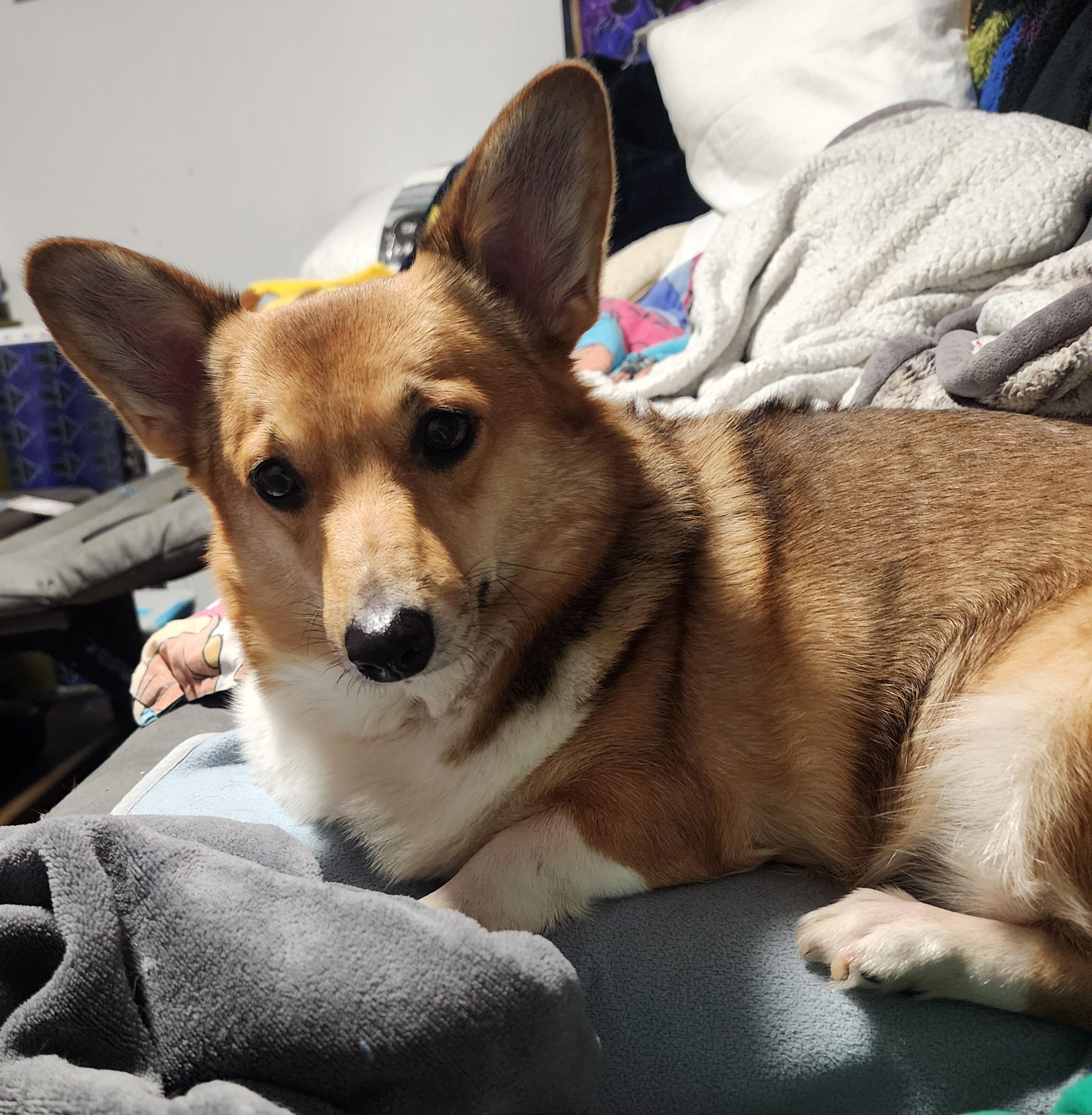 Enlarge Duck, a Adoptable Corgi in Lincoln, NE image 5/6