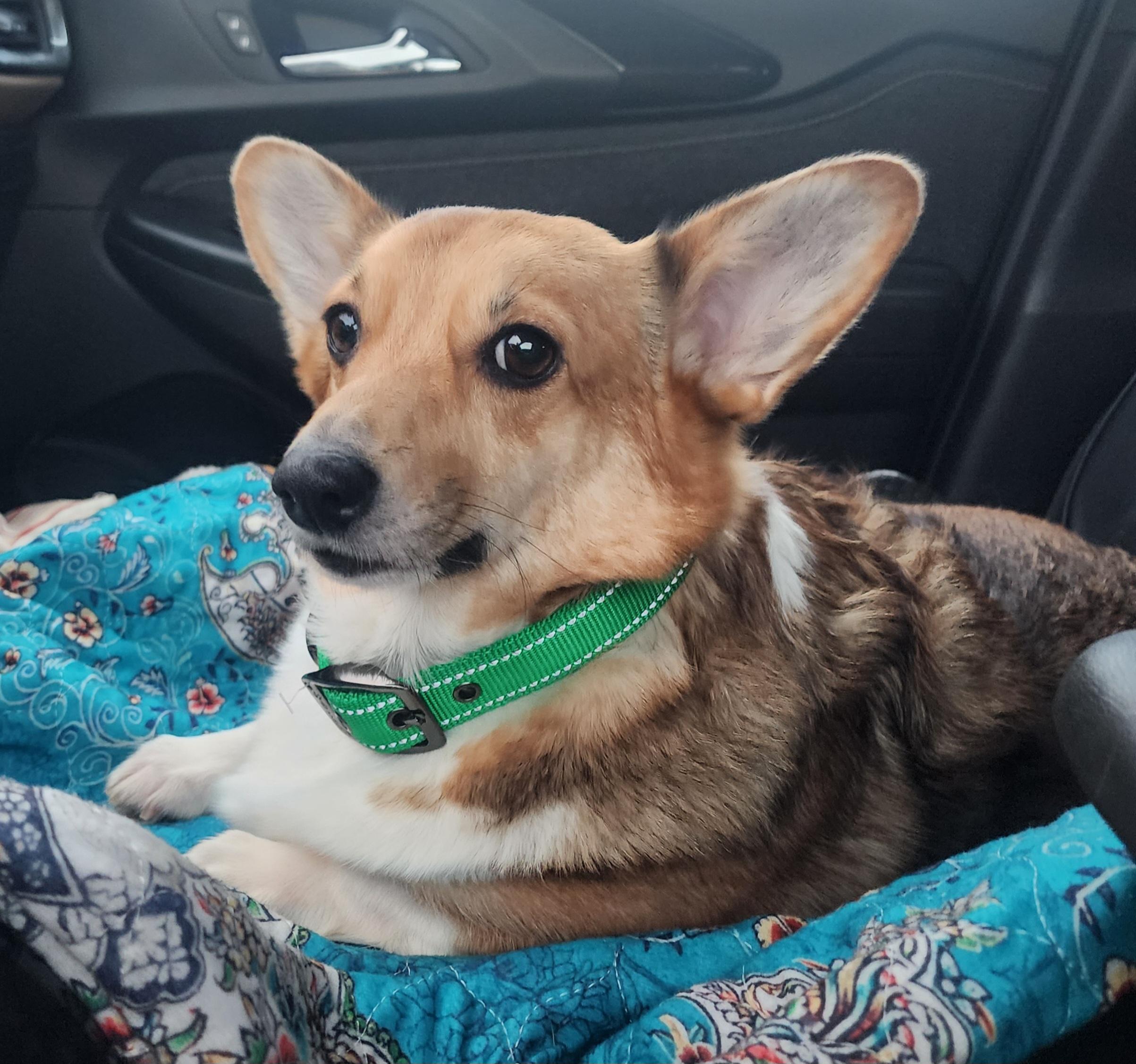 Enlarge Duck, a Adoptable Corgi in Lincoln, NE image 3/6