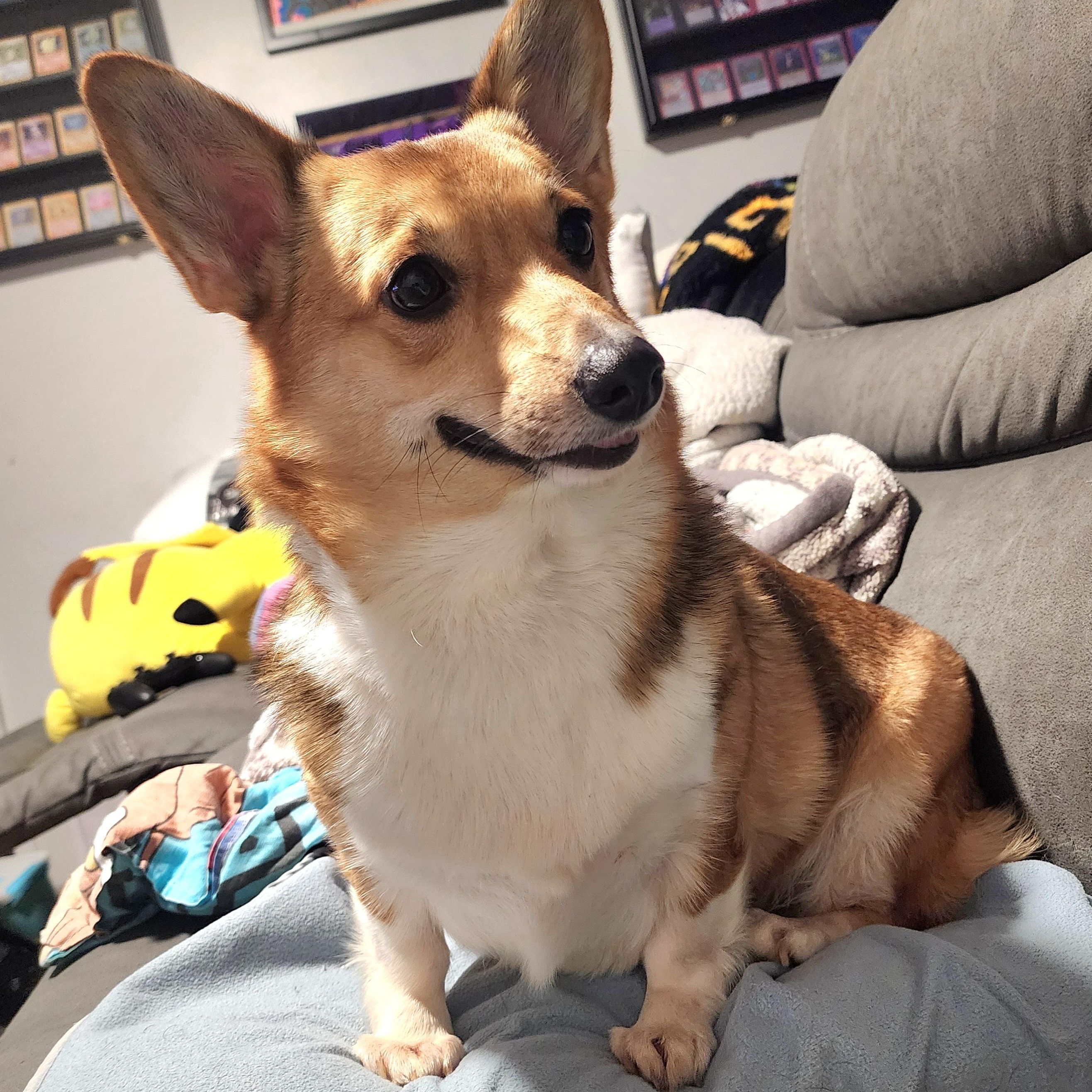 Enlarge Duck, a Adoptable Corgi in Lincoln, NE image 2/6