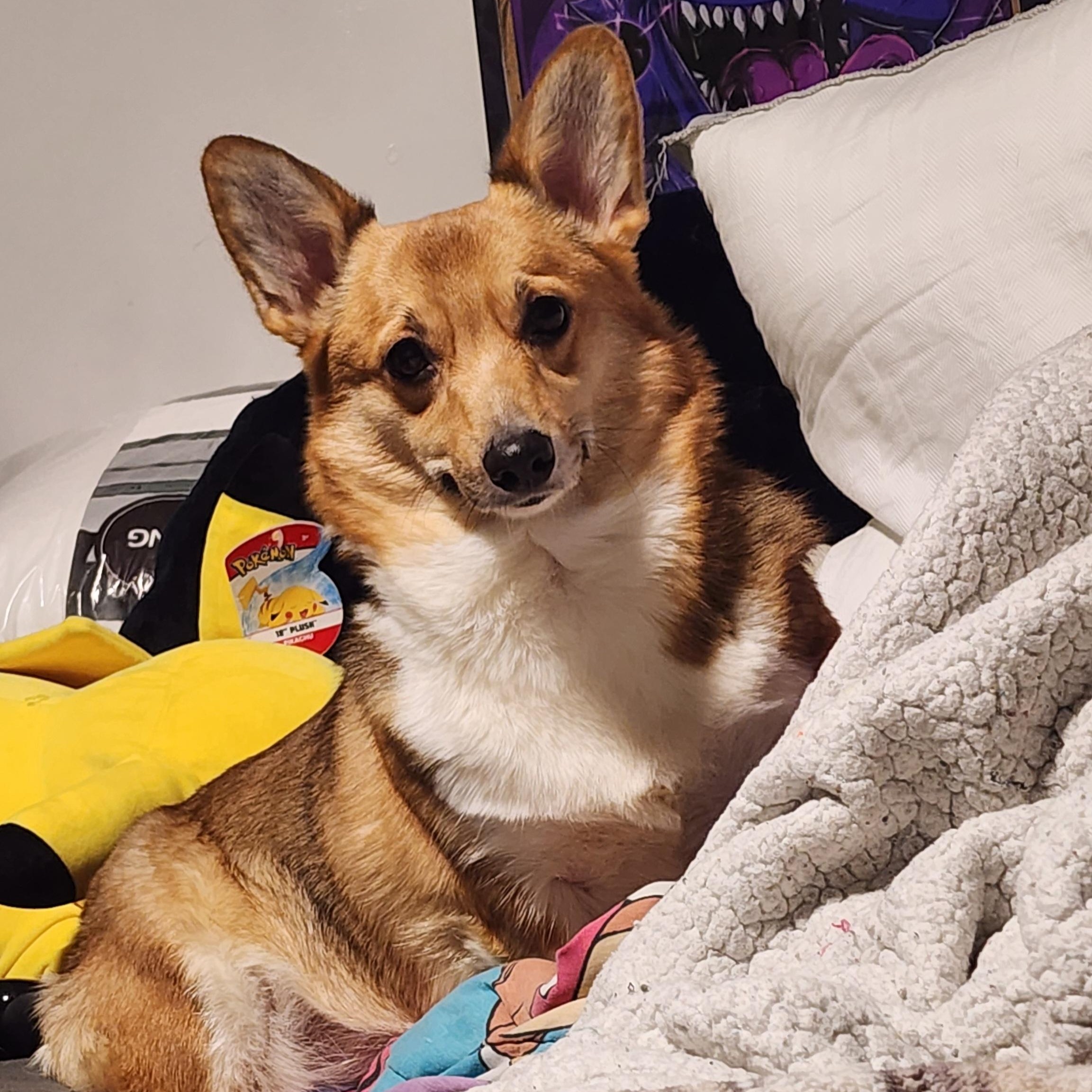 Enlarge Duck, a Adoptable Corgi in Lincoln, NE image 4/6