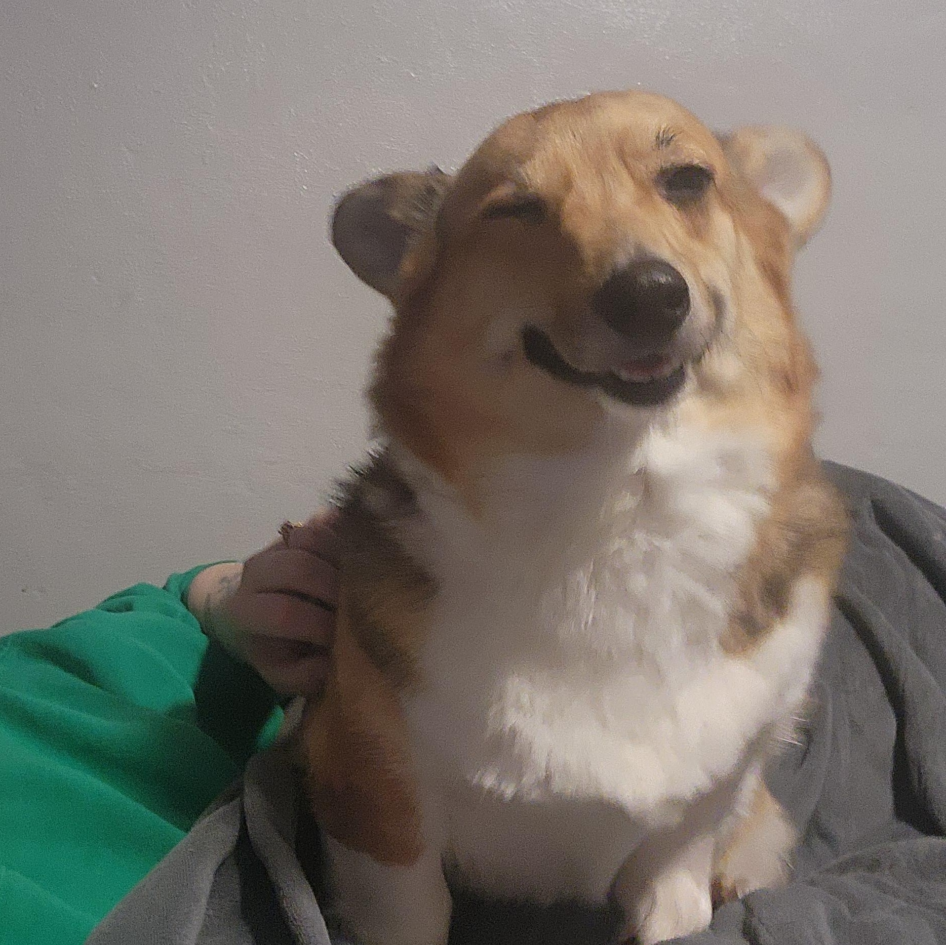 Enlarge Duck, a Adoptable Corgi in Lincoln, NE image 6/6