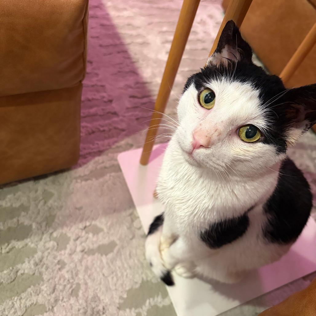 Dairy Queen — thumbnail 2