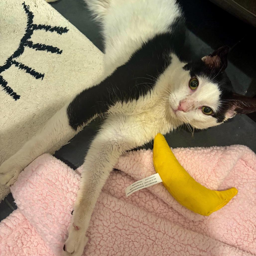 Dairy Queen — thumbnail 4