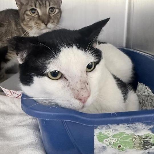 Dairy Queen — thumbnail 6