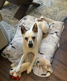 Duncan, Adoptable, Adult Male Cattle Dog.