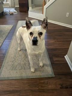 Duncan, a Adoptable mixed breed in Grand Rapids, MI image 2/4