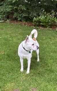 Duncan, a Adoptable mixed breed in Grand Rapids, MI image 3/4