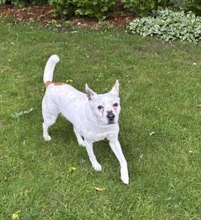 Duncan, a Adoptable mixed breed in Grand Rapids, MI image 4/4