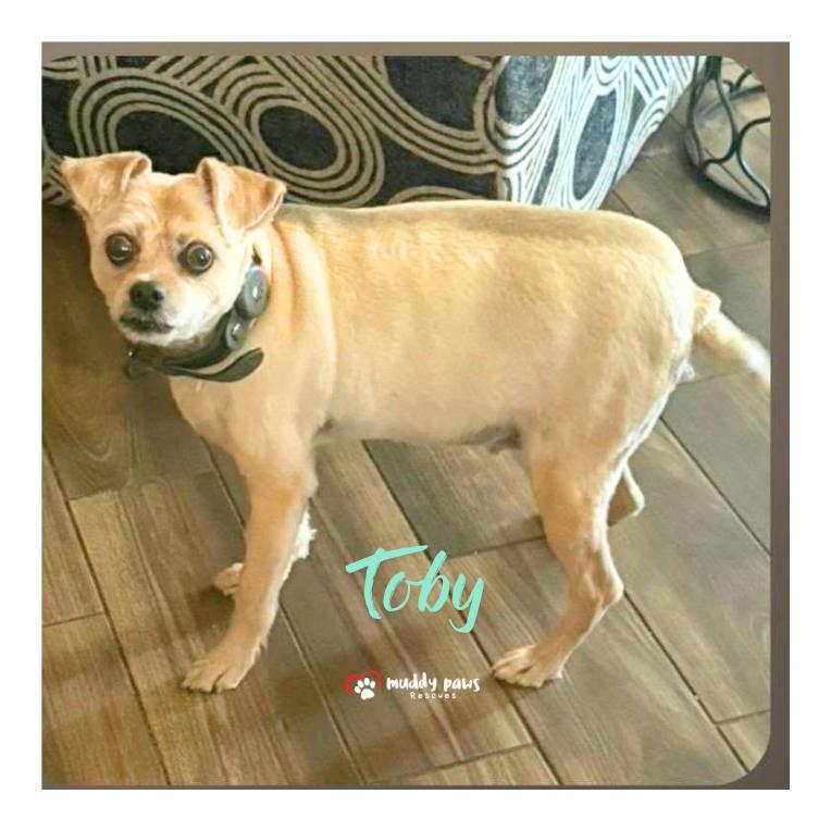 Toby photo