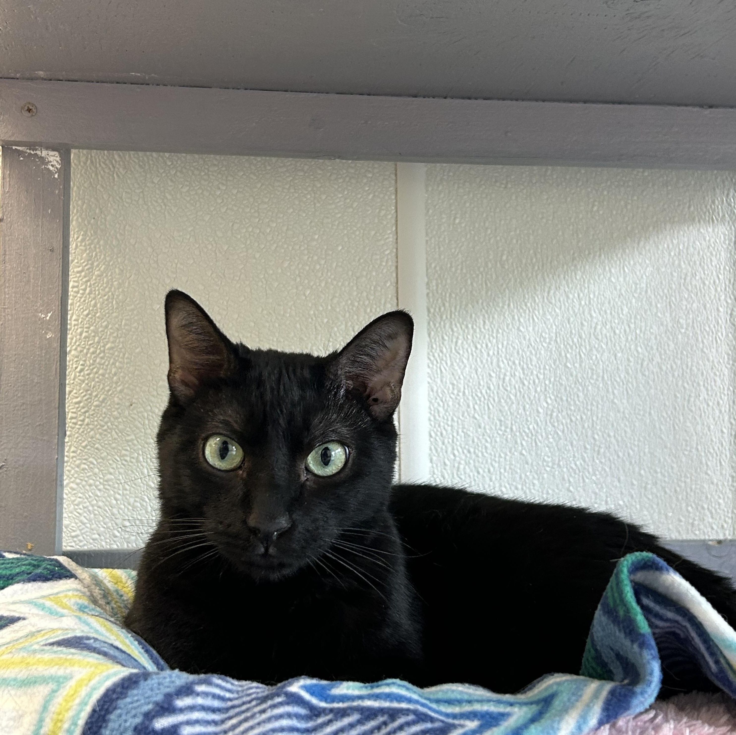Enlarge Polo, an adoptable Domestic Short Hair in El Cajon, CA image 1/5