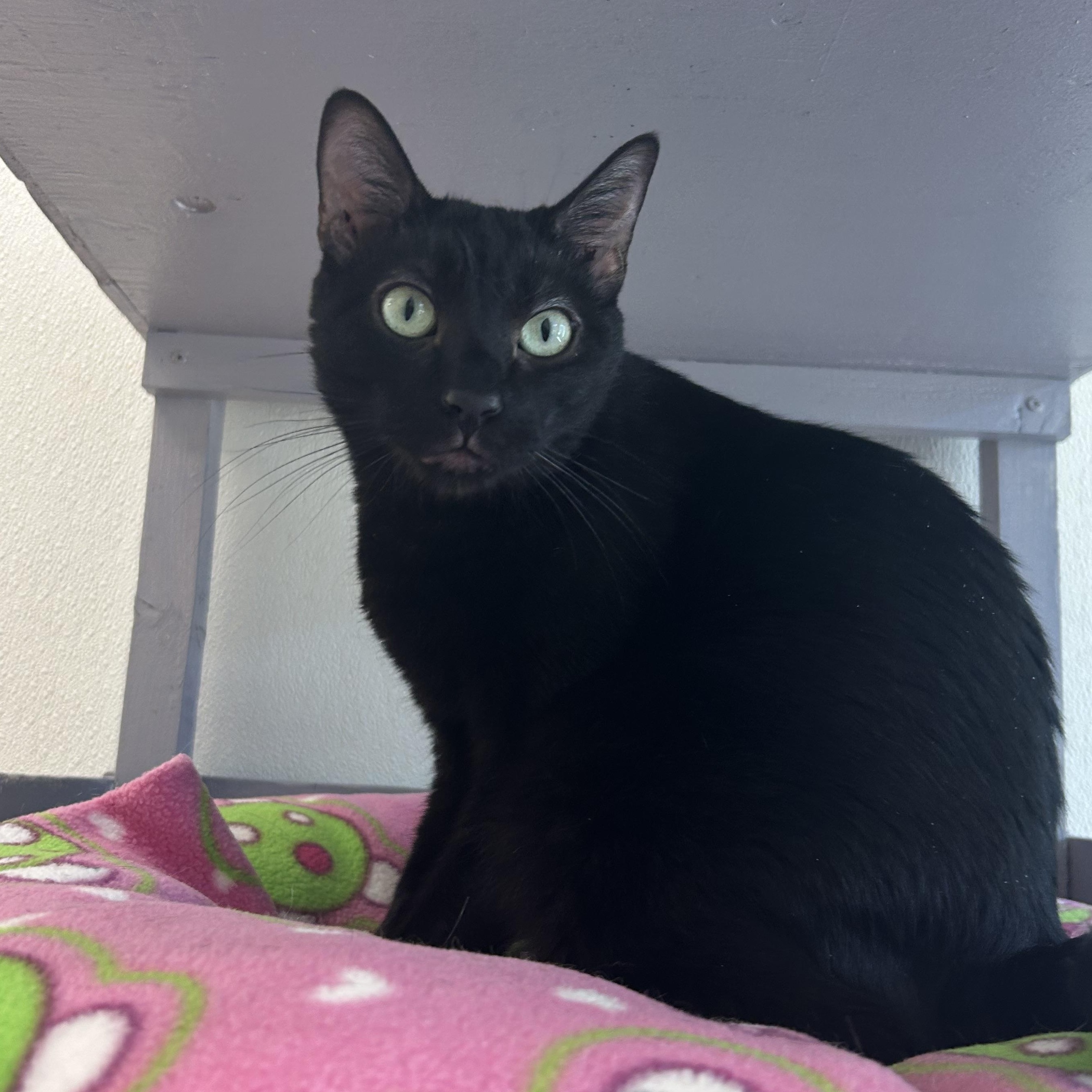 Enlarge Polo, an adoptable Domestic Short Hair in El Cajon, CA image 3/5