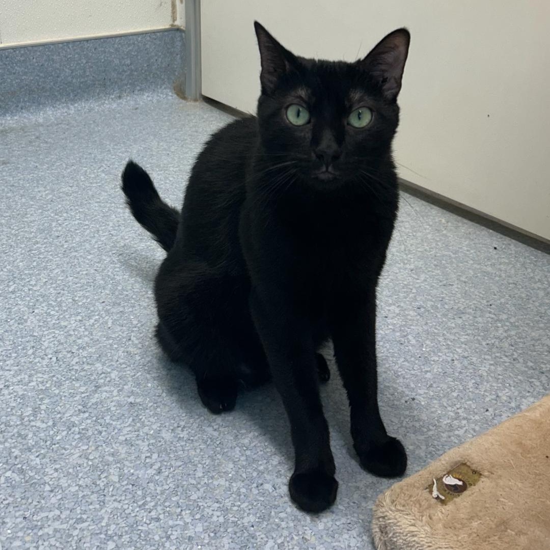 Enlarge Polo, an adoptable Domestic Short Hair in El Cajon, CA image 4/5