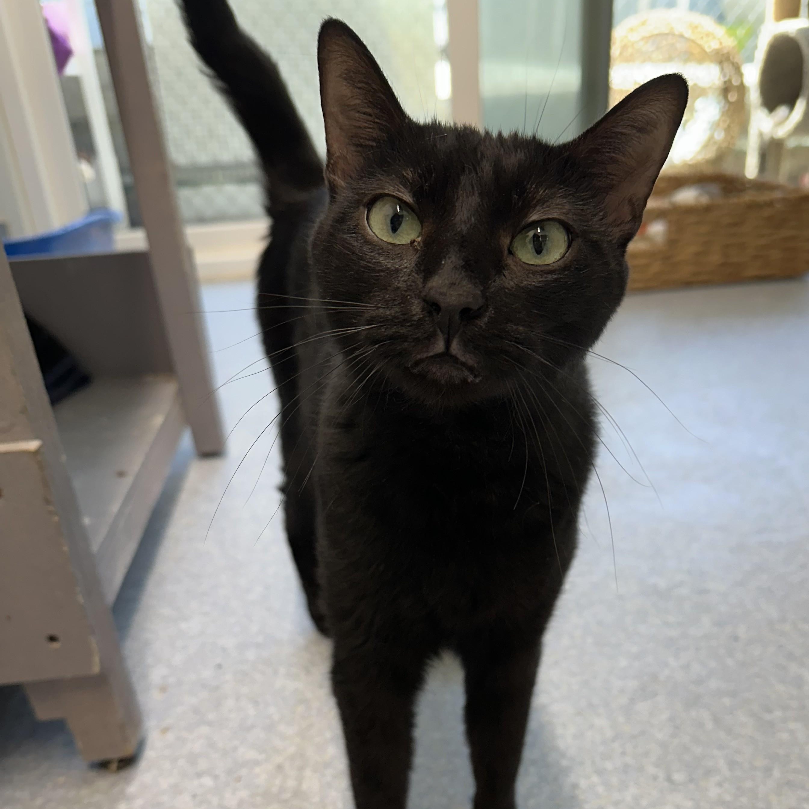 Enlarge Polo, an adoptable Domestic Short Hair in El Cajon, CA image 2/5