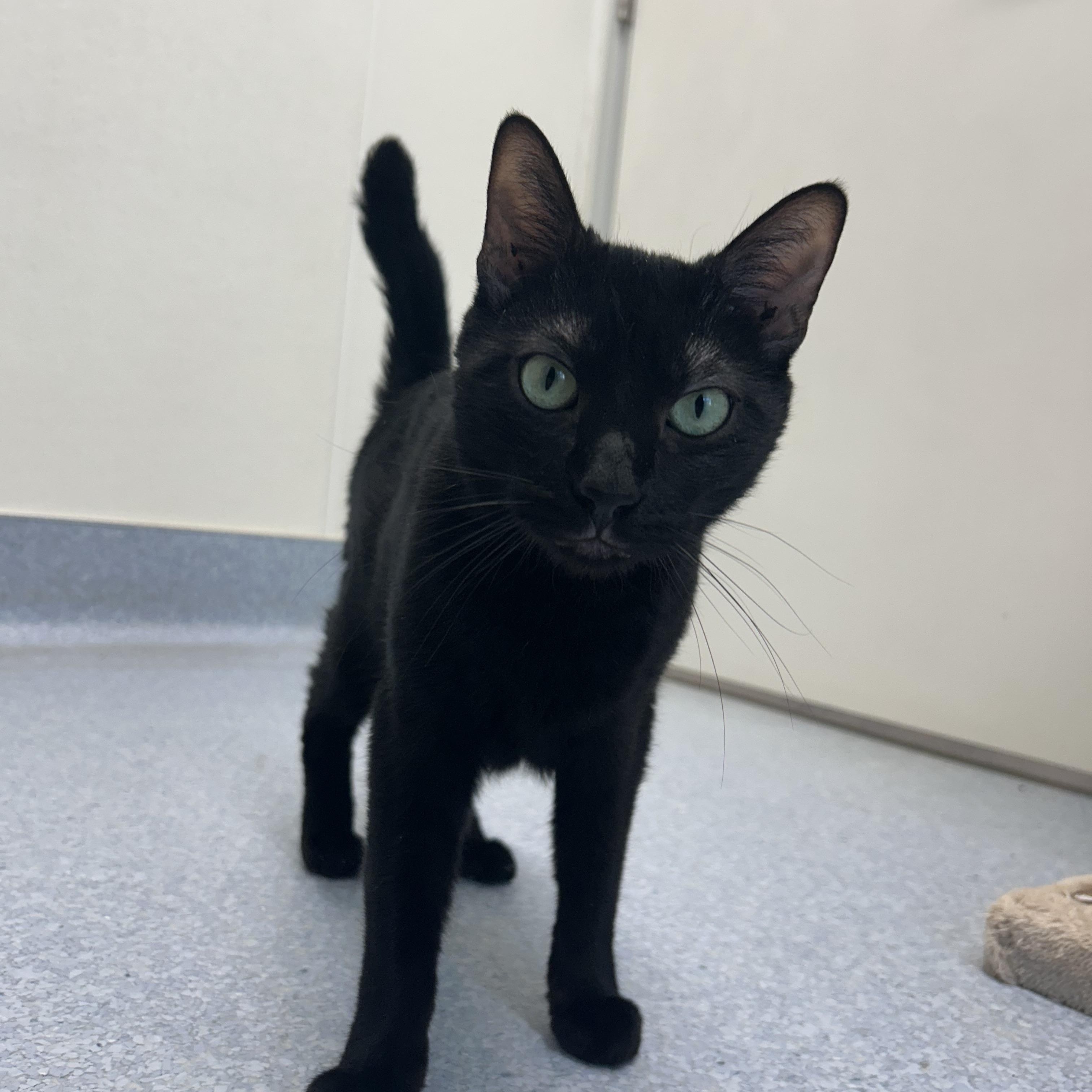 Enlarge Polo, an adoptable Domestic Short Hair in El Cajon, CA image 5/5