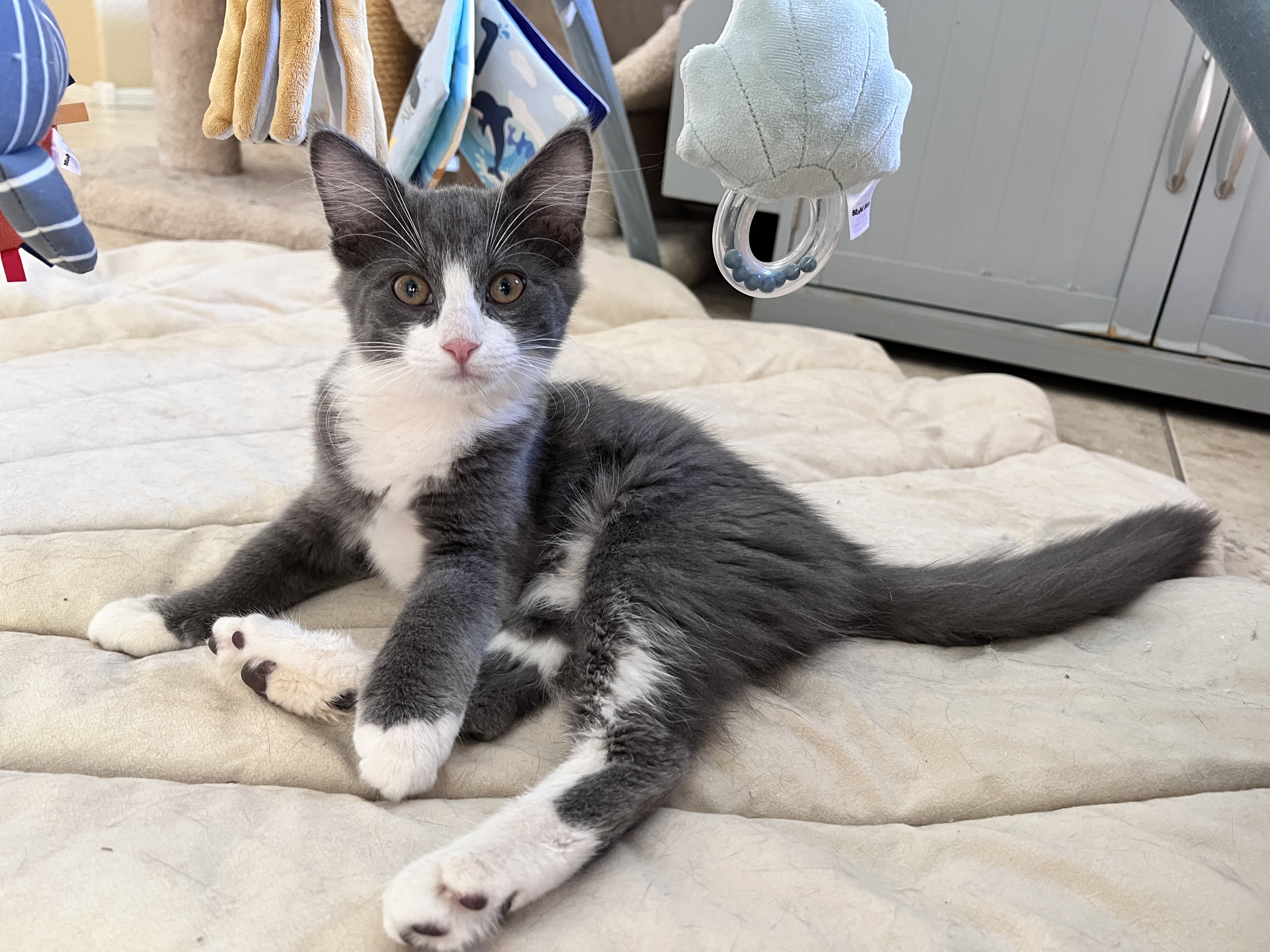 Willow, a Adopted mixed breed in Tempe, AZ image 1/6