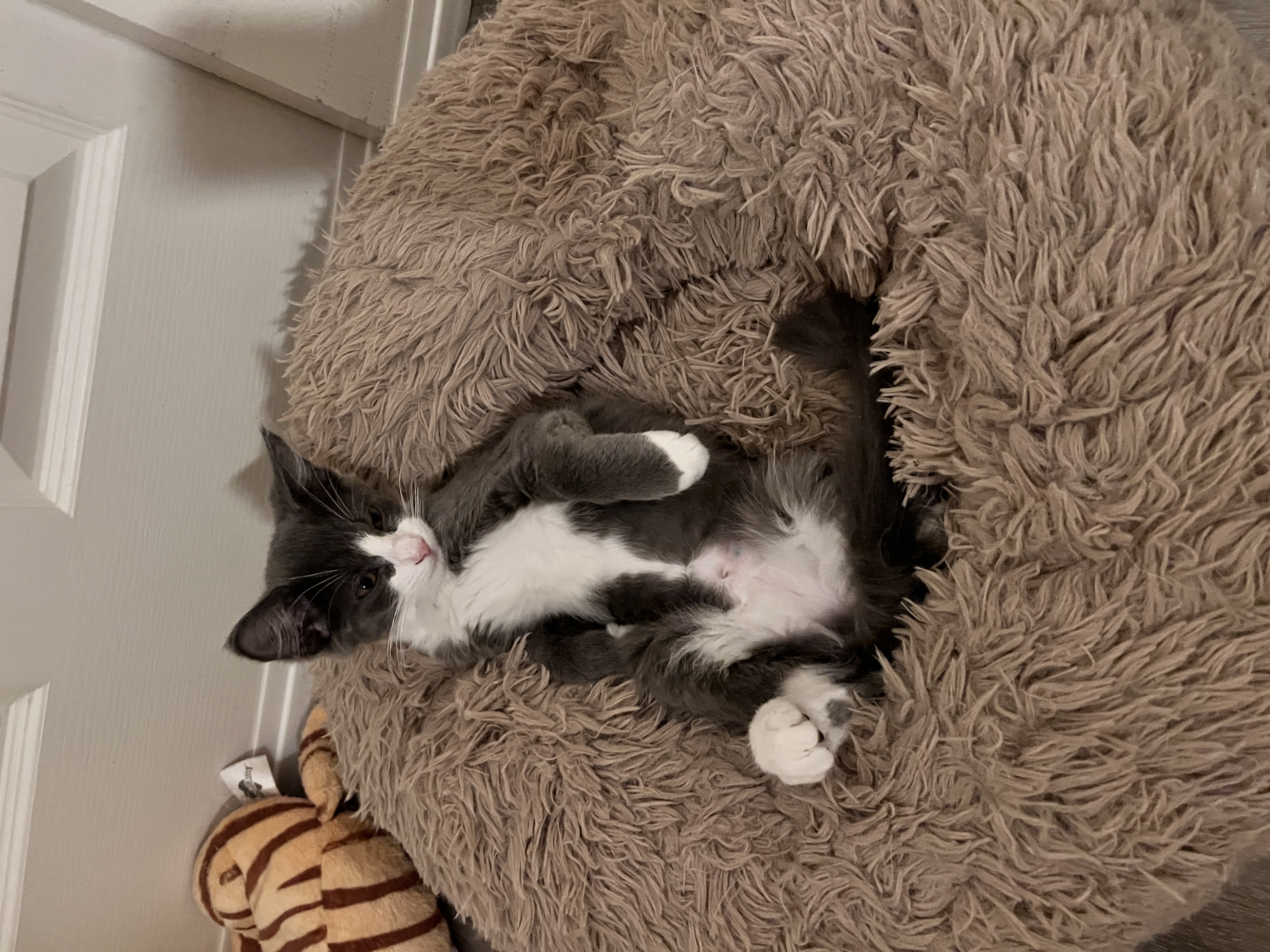 Willow, Adopted, Young Female Domestic Medium Hair.