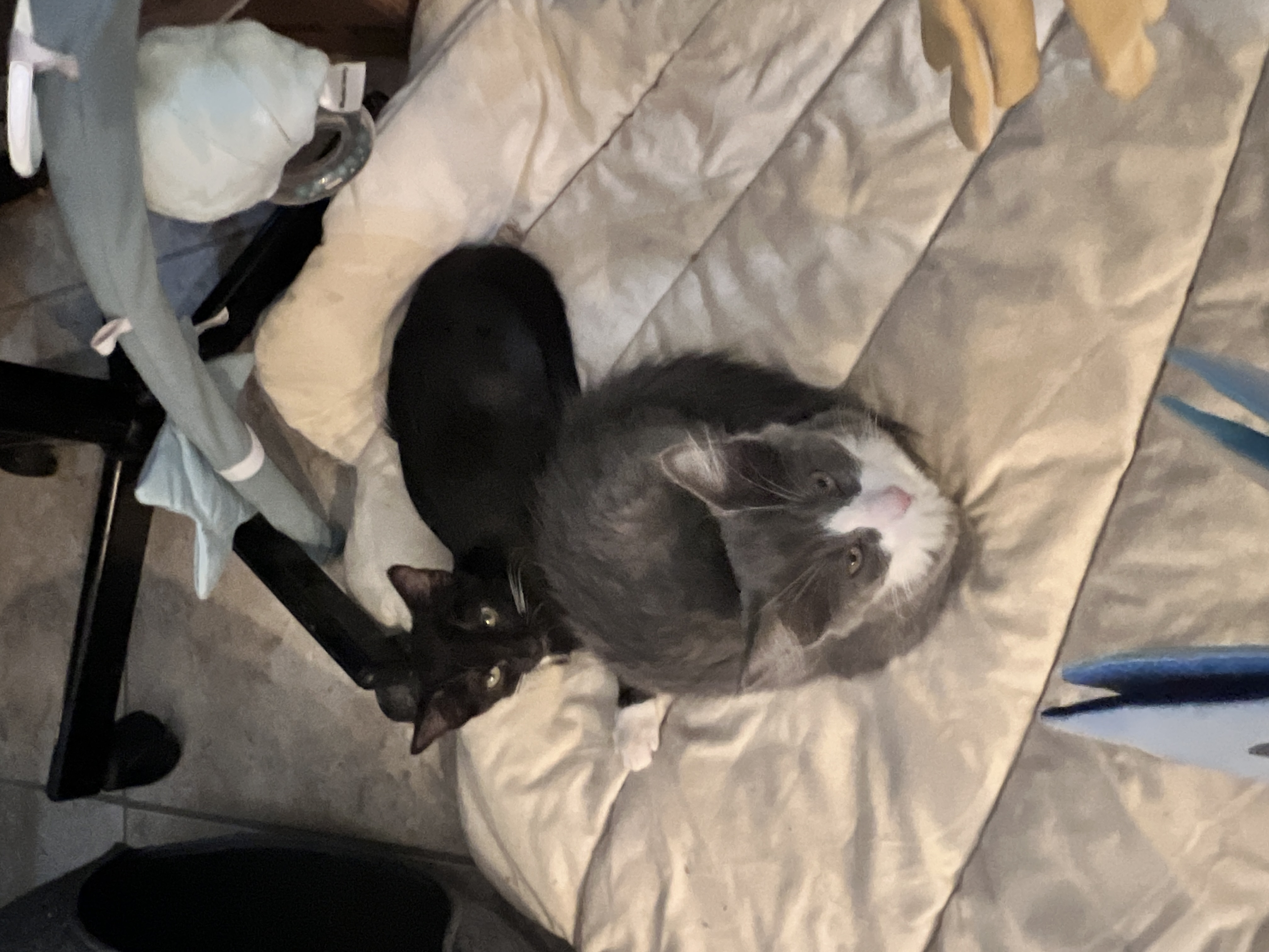 Willow, a Adopted mixed breed in Tempe, AZ image 3/6