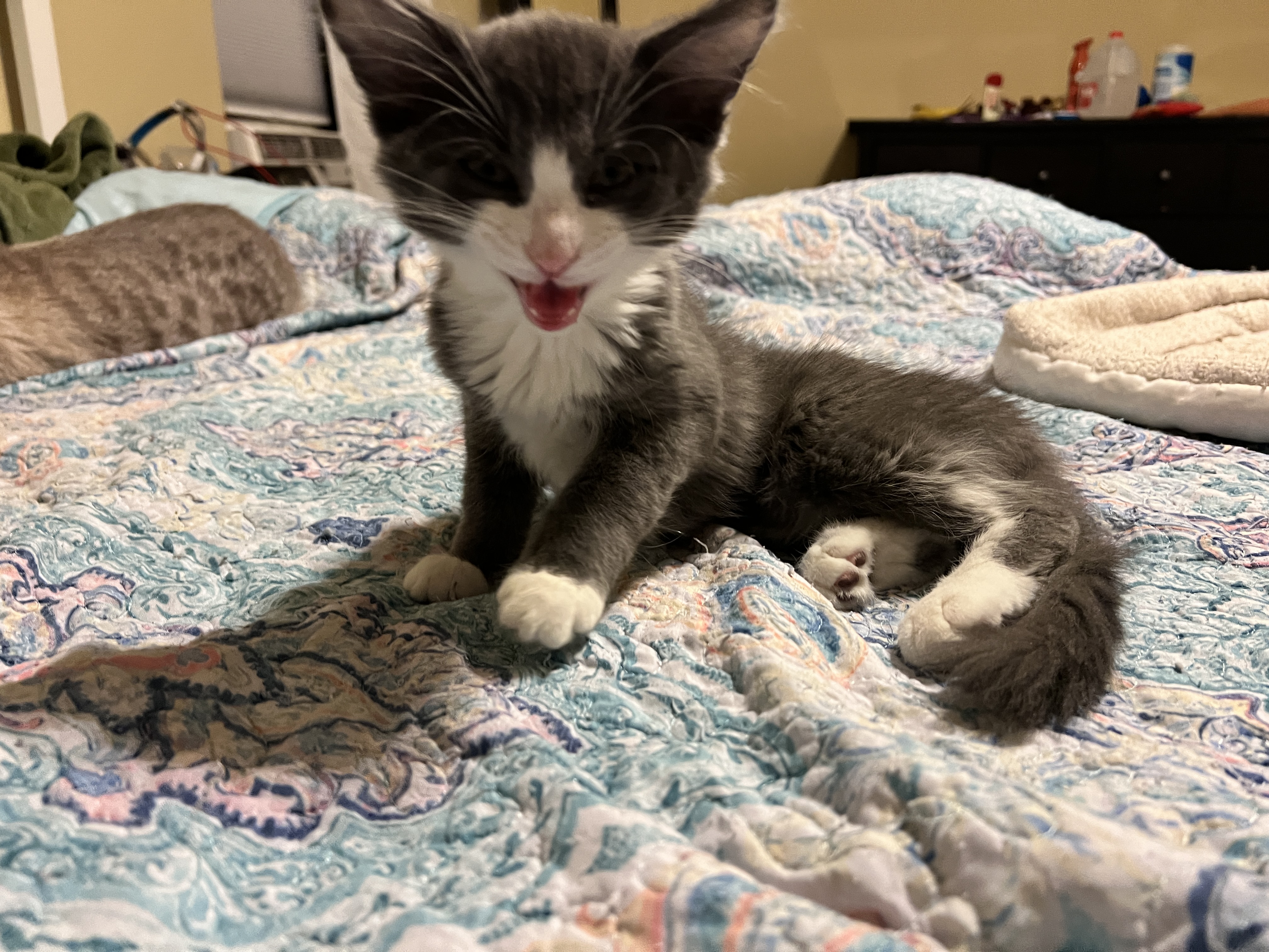 Willow, a Adopted mixed breed in Tempe, AZ image 4/6