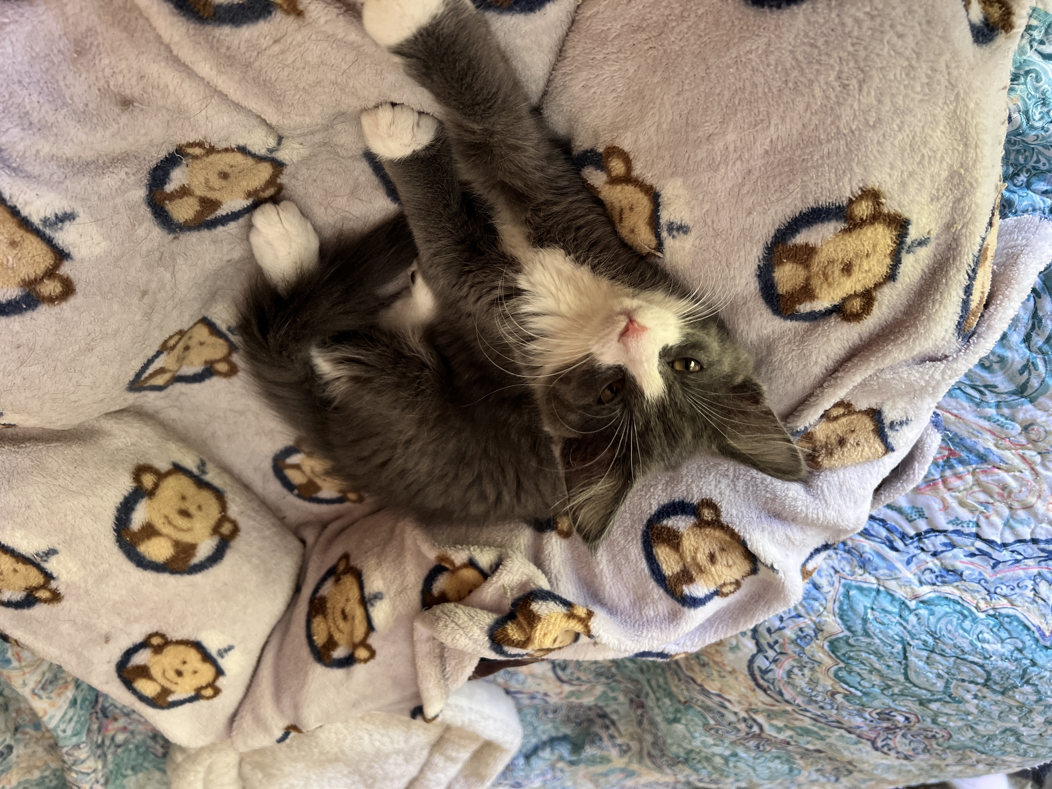 Willow, a Adopted mixed breed in Tempe, AZ image 5/6