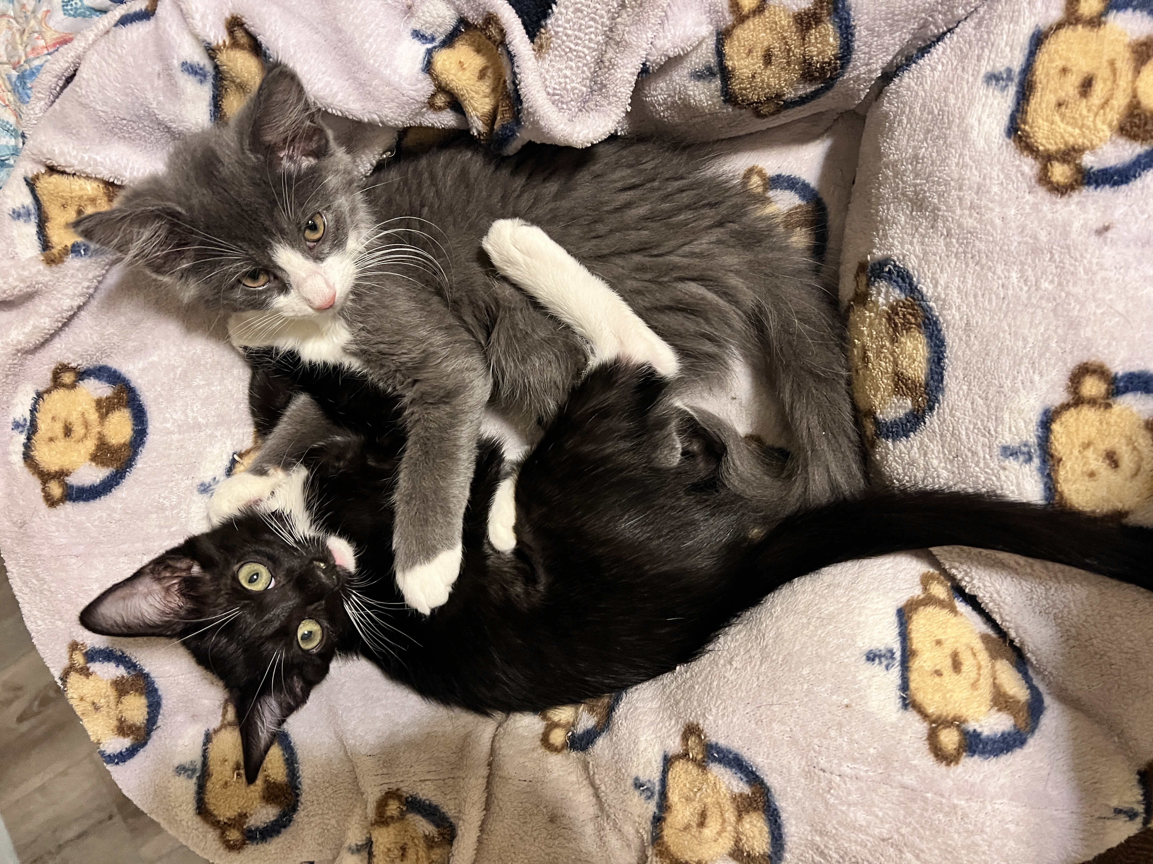 Willow, a Adopted mixed breed in Tempe, AZ image 6/6