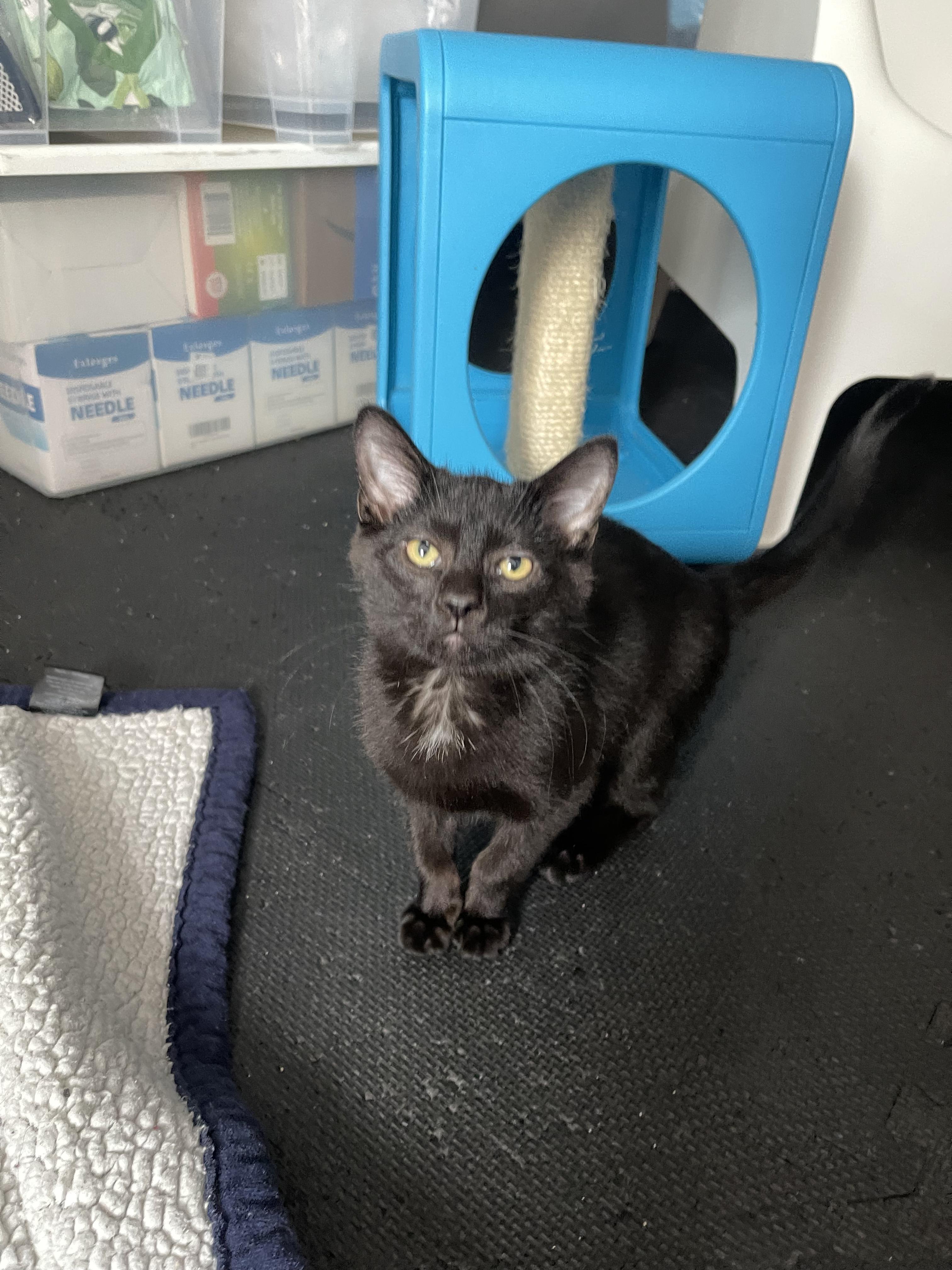 Enlarge Sausage Link, a ADOPTABLE Domestic Short Hair in Columbus, OH image 5/6